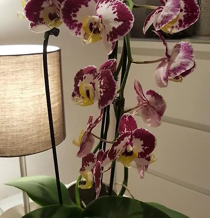 Bel Etage Apartment Split